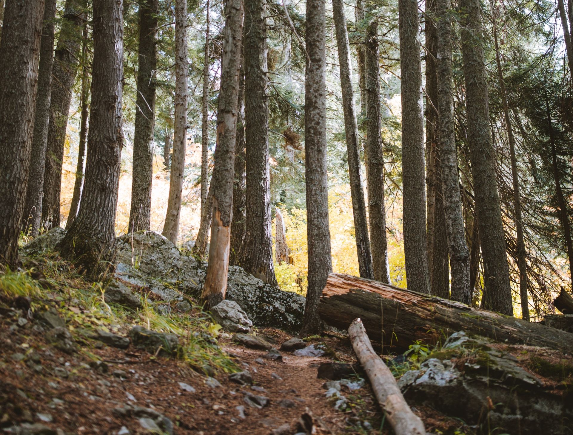 Preserving Ecosystems And Preventing Deforestation-home furniture in Singapore Preserving Ecosystems And Preventing Deforestation-home furniture in Singapore